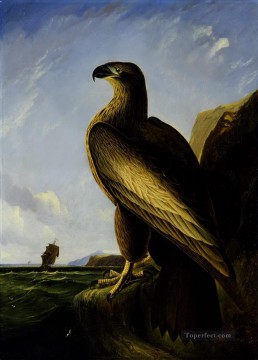 Washington Sea Eagle oiseaux Peinture à l'huile